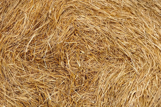 The Ultimate Guide to Wheat straw Bioplastic's Eco-Friendly Benefits